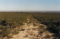 View to the west - Eneabba sand plains