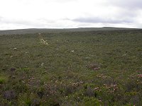Eneabba landscape