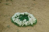 "Wedding cake" (wreath) flower
