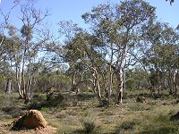Nature reserve on the Three Springs - Eneabba road
