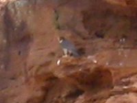 falcon near the nest