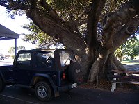 Moreton Terrace tree size