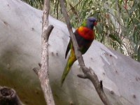 Rosella - a local resident