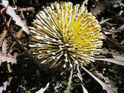 Banksia elegans