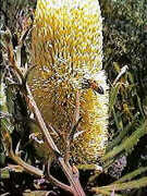 A bee on Banksia attenuata