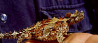Thorny devil (picture taken at Eneabba, for some promotion or whatever, around ~'96)