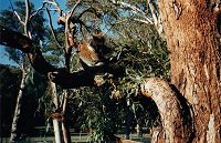 Koala - wildlife park in South Australia