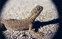 A lizard from Walga Rock
