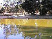 Pelican on Lake Logue