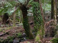 Manferns are covered in different kinds of moss...