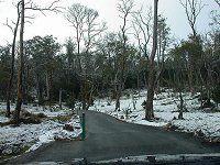 The road to Cradle Mountain