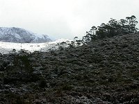 Eucalyptuses under snow