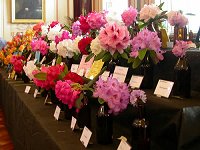 Rhododendron Show