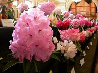 Rhododendron Show