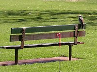 Kookaburra in the park