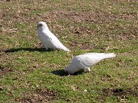 white cockatoos in South Perth