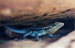 A lizard from Wilpena Pound (South Australia)